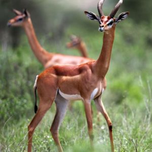 Enthralling Samburu!