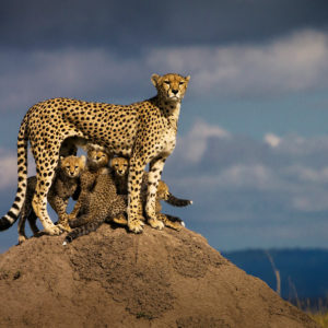 Masai Mara Unleashed!