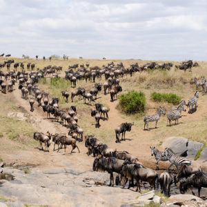 Masai Mara 2020