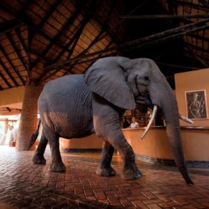 Zambia - Luangwa National Park